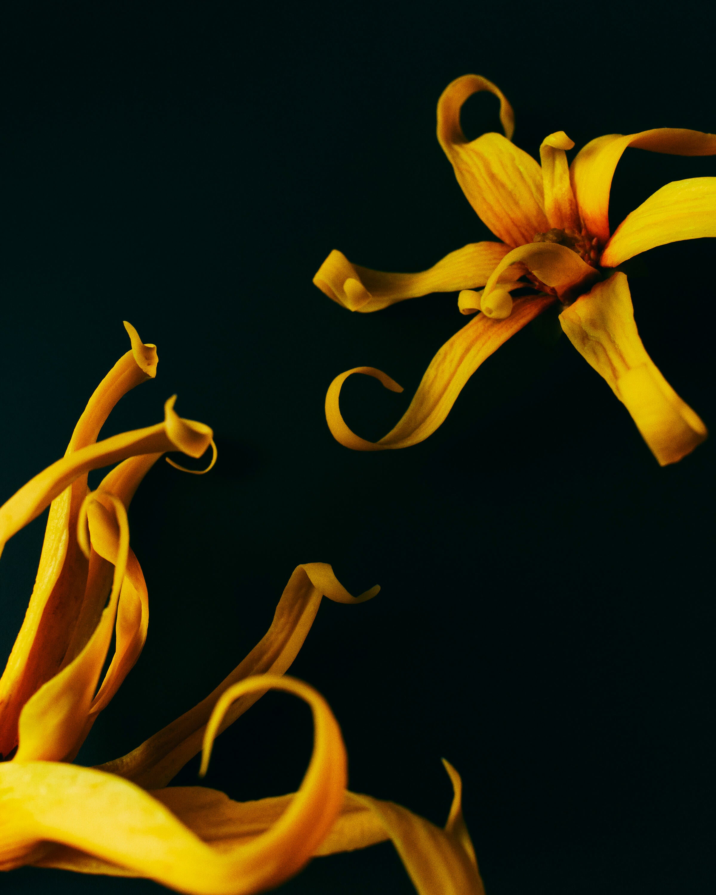 Ylang Ylang