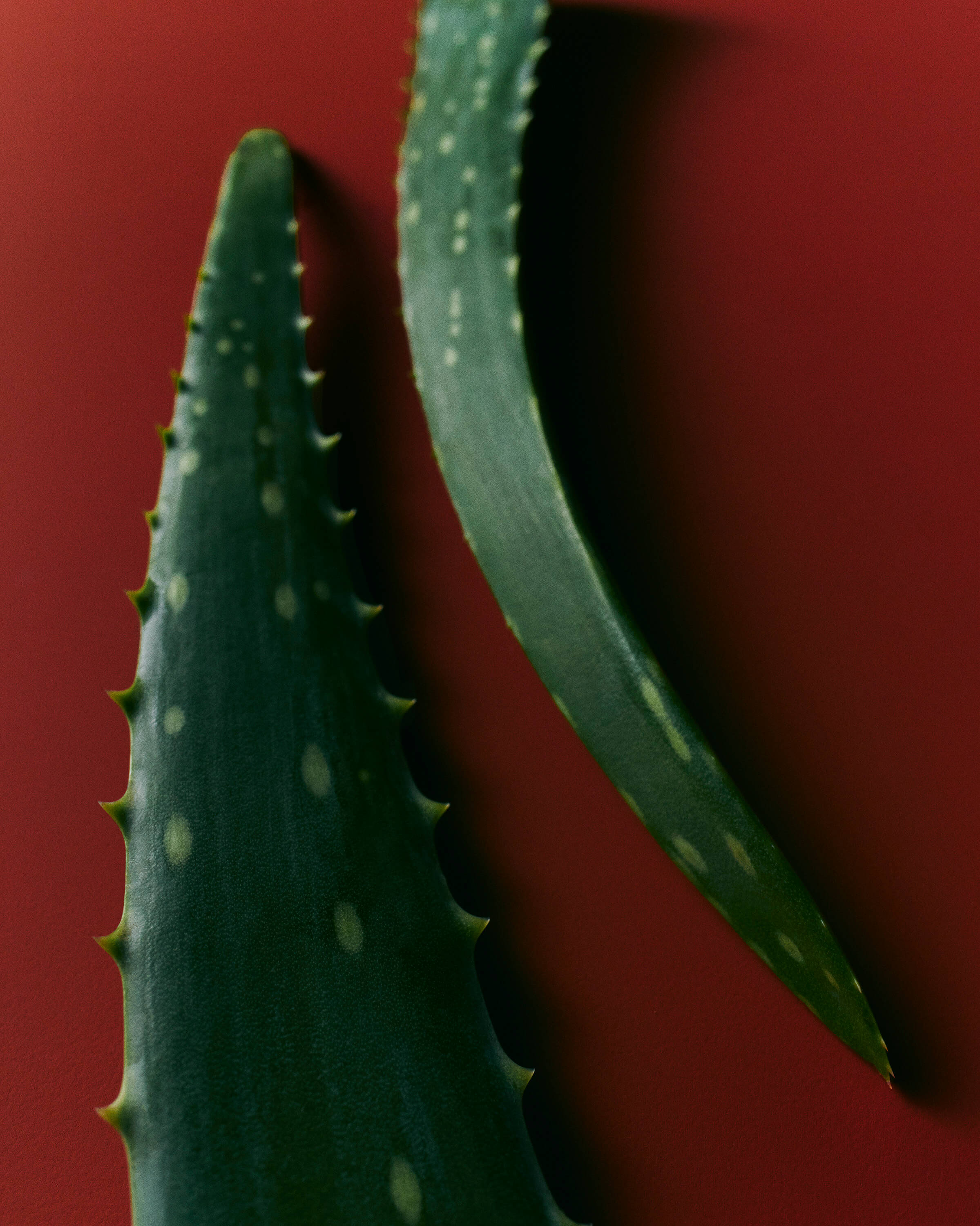 Aloe